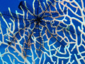   Feather stardepth 34m location Eilat  